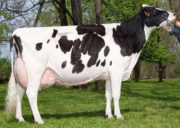 rasa holstein dec_b