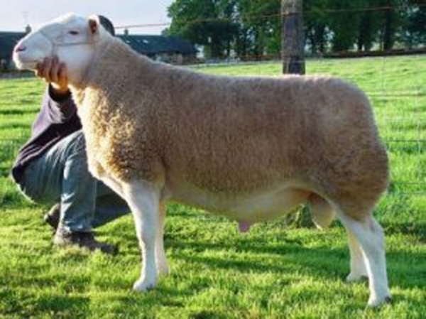rasa-ovine-cher_b