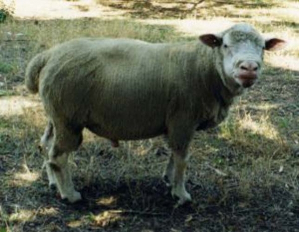 rasa-palas-carne_b
