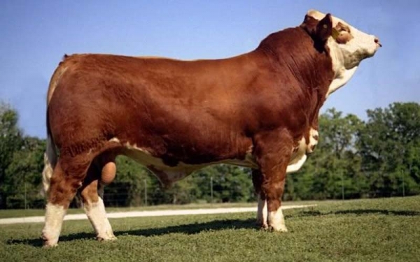 rasa-simmental_b