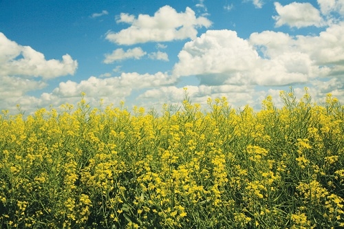 Romanian Canola Producers Thrive Amidst Drought with Solutions_Corteva Agriscience_b Romanian Canola Producers Thrive Amidst Drought with Solutions_Corteva Agriscience_b