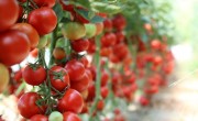 APROBAT! Termen plată ajutor mai mare cu 1.500 euro/fermier pentru tomate!