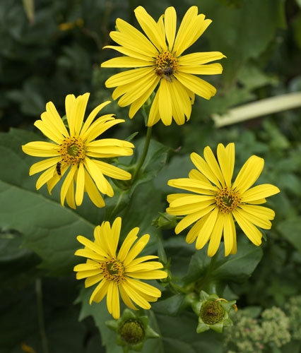 silphium_b silphium_b