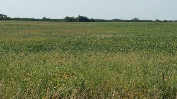 soia arata dezastruos_b