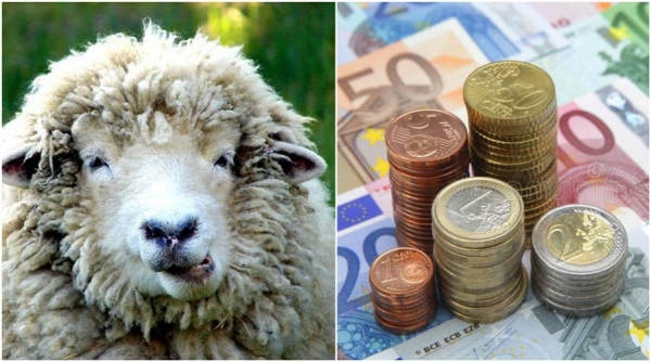 Oierii iau din septembrie anul ăsta 50 euro/ovină de la APIA! Anunț făcut ACUM de ministrul Barbu!