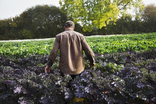 Sustainable Solutions for Effective Virus Prevention in Horticultural Crops_Corteva Agriscience_b Sustainable Solutions for Effective Virus Prevention in Horticultural Crops_Corteva Agriscience_b