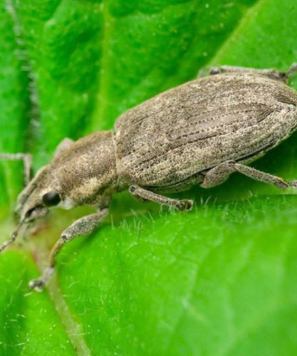 tanymecus-ratisoara_b