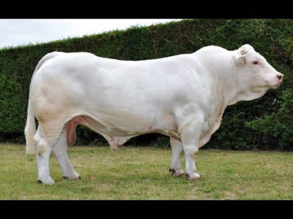 taur-charolais_b