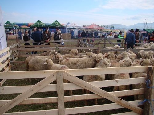 tohanu1-ovine_b