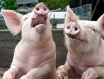 Medic veterinar: Ministrul Barbu minte! NU se pot vinde porcii din gospodării!