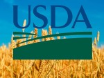 USDA - prognoză record pentru viitoarea recoltă de grâu