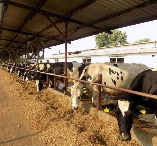 vaci-agrimat_b