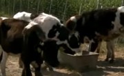 Ca să-și salveze animalele, crescătorii cară zilnic apă cu cisternele!