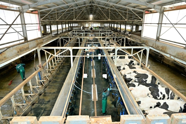 vaci buzau doi_b