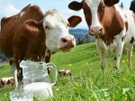 Subvenții APIA vaci lapte: Suma maximă și suma minimă plătite de APIA crescătorilor!