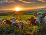 Botănoiu (AFR): În loc să exporte 4 milioane tone grâu și porumb, România ar putea hrăni 4 milioane de bovine!