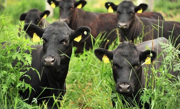 Month Pew Nevertheless CALCUL: Cât costă creșterea bovinelor de carne în România! Pierderi de sute  de lei pe cap de animal! | Agroinfo.ro