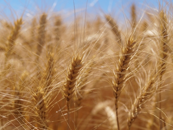 Wheat_Celebrating World Environment Day with Innovative Technologies_Corteva Agriscience_b