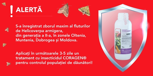 zbor ostrinia nubilalis 01_b