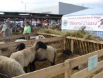 Solicitarea subvenţiei pentru ovine/caprine