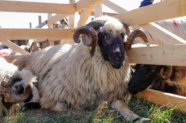 Breaza, Regina Turcanelor, Expozitie ovine Totesti 2021 (2)_b