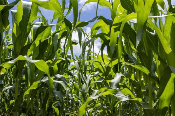 Corteva_Agriscience_Simbiose_corn_20250306 copy_b Corteva_Agriscience_Simbiose_corn_20250306 copy_b