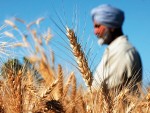 India joacă în liga marilor producători mondiali de grâu