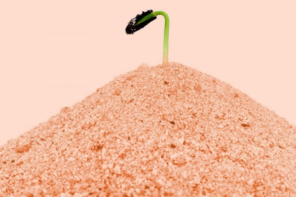 planta-sol-martian_b