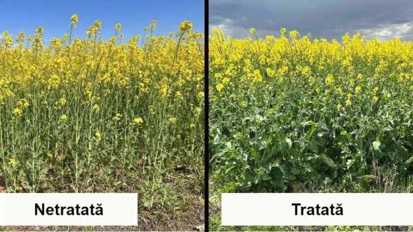 Plante de rapita tratate cu Amalgerol vs martor_1_b