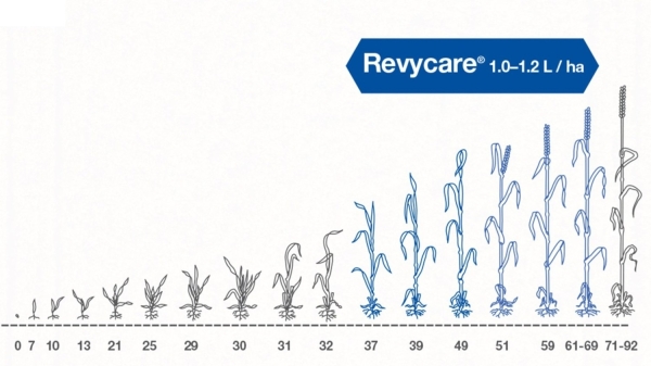 revycare-aplicare-_b