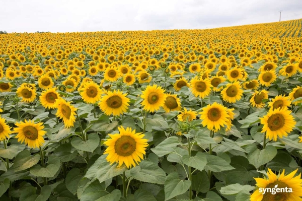 Sunflower_FA_20_Hi-SYNGENTA (1)_b