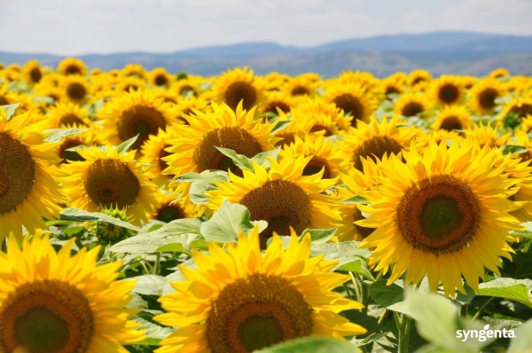 Sunflower_Trial fields_Bulgaria_2011-SYNGENTA (1)_b