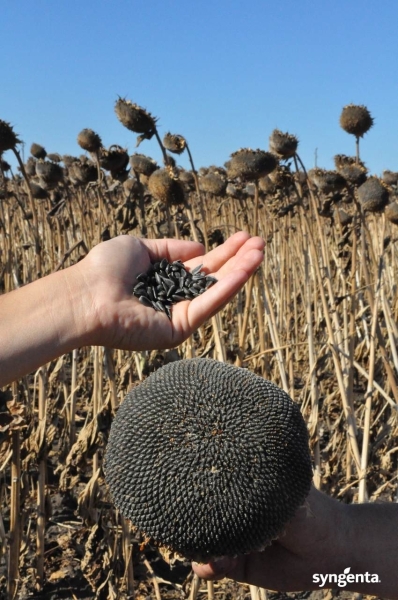 Sunflower_Trial fields_Bulgaria-SYNGENTA (1)_b