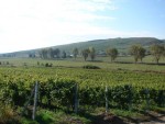 47,7 milioane de euro/an - sprijin pentru viticultori