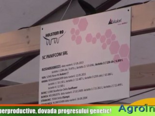 Vacile superproductive, dovada progresului genetic!