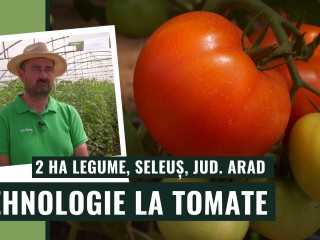 Tehnologia aplicată la tomate de Florin Pop