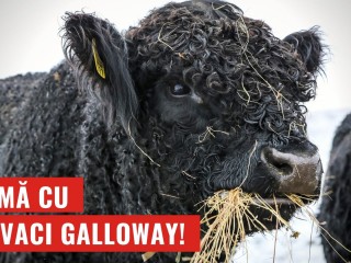 Bovinele care stau iarna pe pășune - 110 exemplare de Galloway în inima Transilvaniei!