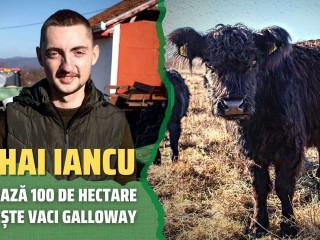 Mihai Iancu lucrează 100 de hectare și crește vaci Galloway